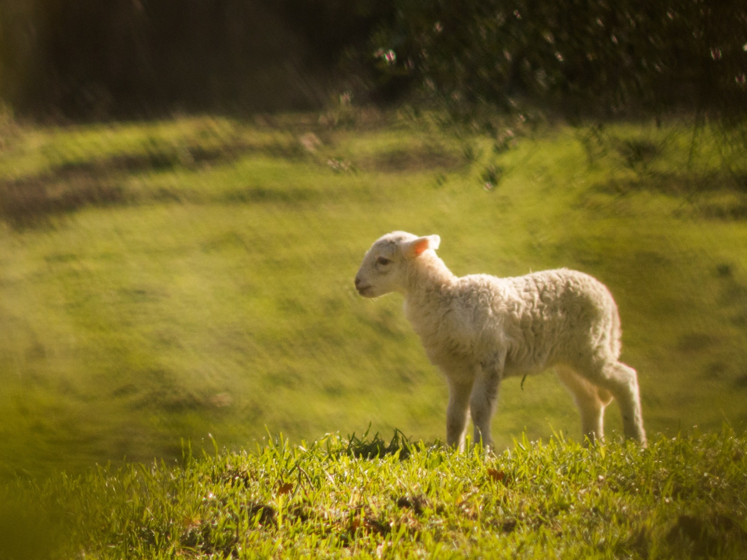 Agnello 2